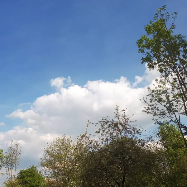 Zöld Levelek Ágak Kék Háttér Fehér Felhők — Stock Fotó