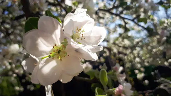 Jabłko Białe Kwiaty Wiosną — Zdjęcie stockowe
