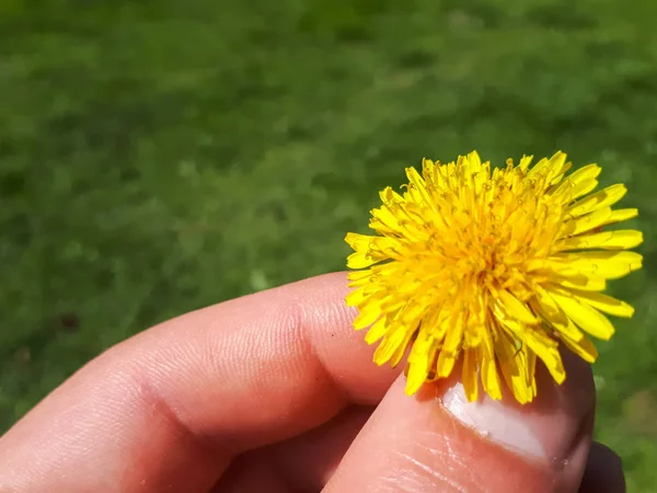 Nahaufnahme Einer Leuchtend Gelb Blühenden Sauendistel Sonchus Oleraceus Auf Dem — Stockfoto