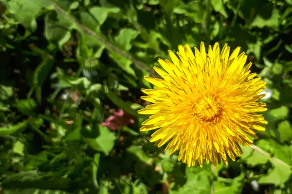 Closeup Bright Yellow Blooming Sow Thistle Sonchus Oleraceus Green Grass — Stock Photo, Image