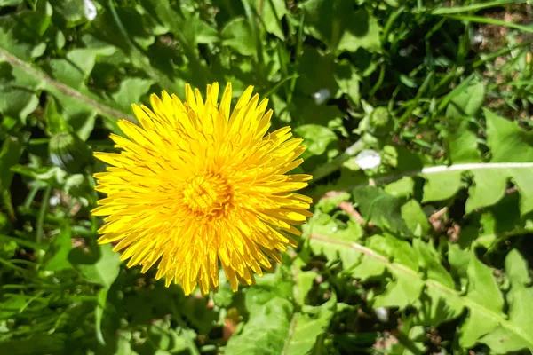 Closeup Bright Yellow Blooming Sow Thistle Sonchus Oleraceus Green Grass — Stock Photo, Image