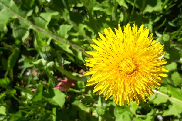 Closeup Bright Yellow Blooming Sow Thistle Sonchus Oleraceus Green Grass — Stock Photo, Image