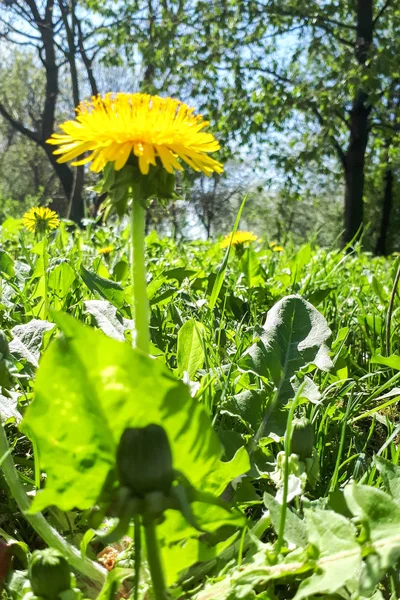 Närbild Ljusa Gula Blommande Sugga Tistel Maskros Oleraceus Grönt Gräs — Stockfoto