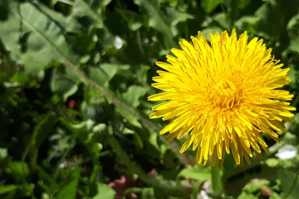 Fechar Cardo Porca Florescente Amarelo Brilhante Sonchus Oleraceus Backgroun Grama — Fotografia de Stock