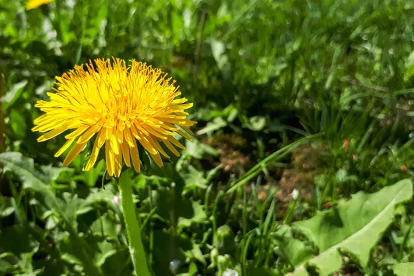 Closeup Bright Yellow Blooming Sow Thistle Sonchus Oleraceus Green Grass — Stock Photo, Image