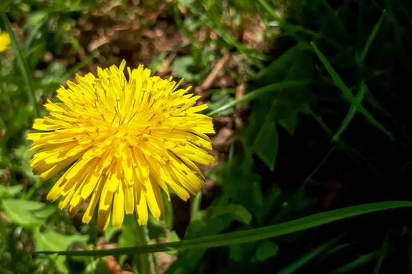 Closeup Bright Yellow Blooming Sow Thistle Sonchus Oleraceus Green Grass — Stock Photo, Image