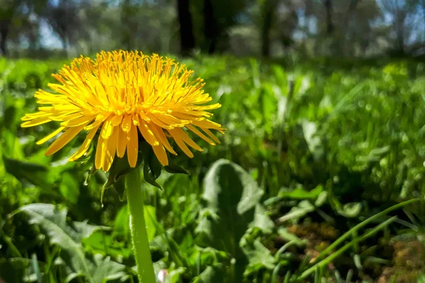 Bir parlak sarı çiçek açan ekmek Thistle (Sonchus oleraceus) üzerinde yeşil çim adam closeup