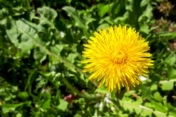 Bir parlak sarı çiçek açan ekmek Thistle (Sonchus oleraceus) üzerinde yeşil çim adam closeup