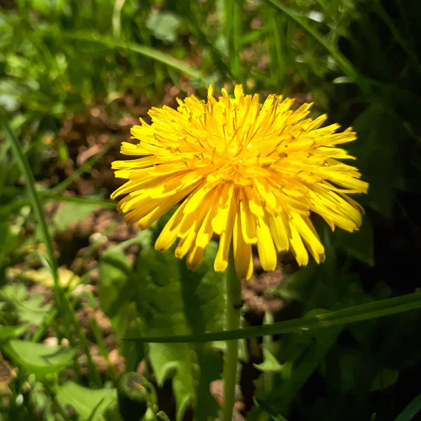 明るい黄色咲く種をまくアザミ ノゲシ 緑の草の比較でのクローズ アップ — ストック写真