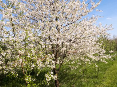 Kiraz çiçekleri çiçek