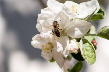 çiçek çiçek açması bir elma ağacının