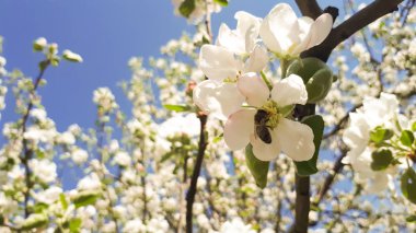 bahar beyaz elma çiçeği