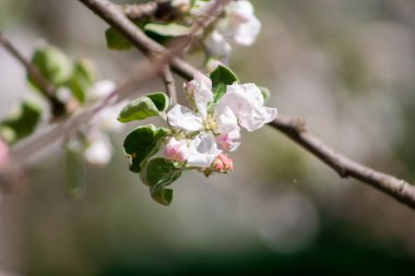 çiçek çiçek açması bir elma ağacının