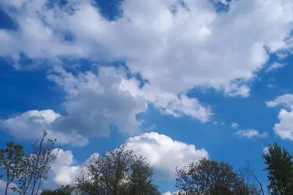 Krajobraz Błękitnego Nieba Chmur Gałęzie Drzewa — Zdjęcie stockowe