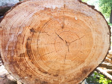 Makro çam ahşap arka plan kesmek