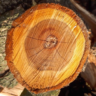 doku kesilmiş bir meşe ağacının. kahverengi bir ışık ve sarı daire ile yığılmış 