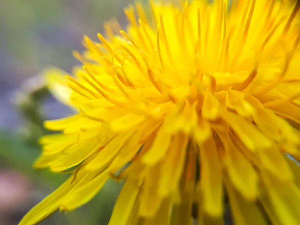 Makro Žlutá Pampeliška Květ — Stock fotografie