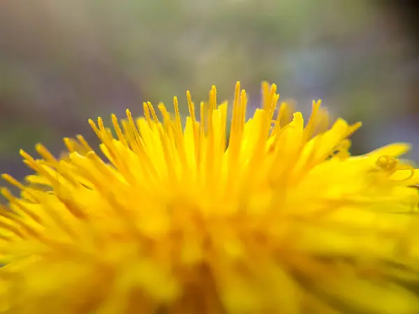 Makro Pampeliška Žlutá Květinová Zahrádka — Stock fotografie