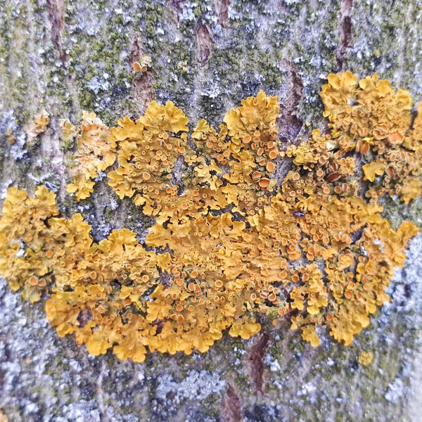 その樹皮に成長している黄癬とツリー トランク — ストック写真