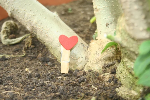 A clothes clip with a red heart located next to the roots of a tree.