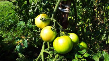 Bir çalıüzerinde büyük yeşil domates Demet, bir serada seçilen domates büyüyen 