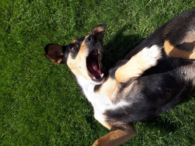 Köpek yazın çimlerde eğleniyor.