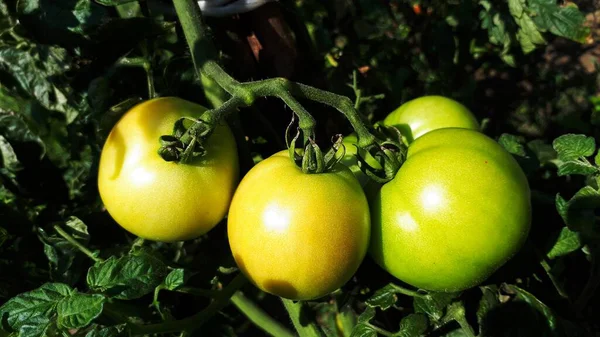Grüne Tomaten Schließen Makro Auf — Stockfoto