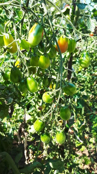 Μικρές Πράσινες Ντομάτες Ένα Κλαδί Πράσινες Ντομάτες Έναν Κήπο Εξωτερικούς — Φωτογραφία Αρχείου