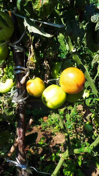 Pomodori Verdi Acerbi Che Crescono Sul Letto Del Giardino Pomodori — Foto Stock