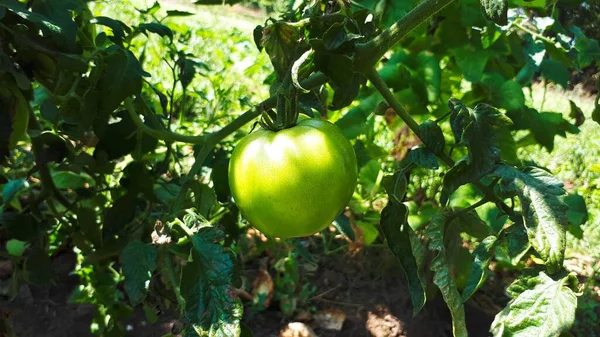 Plantas Tomate Invernadero Plantación Tomates Verdes Agricultura Ecológica Plantas Jóvenes —  Fotos de Stock