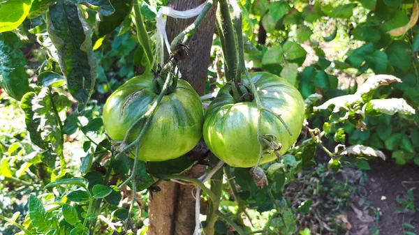 Pomodori Verdi Acerbi Che Crescono Sul Letto Del Giardino Pomodori — Foto Stock