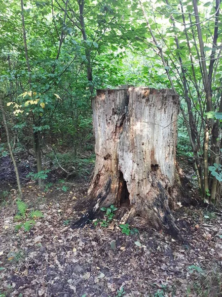 Tronco Árvore Carbonizada Floresta — Fotografia de Stock