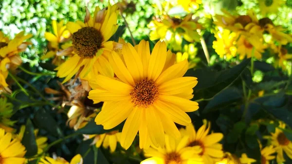 Heliopsis Helianthoides Hermosa Flor Amarilla Sobre Fondo Borroso Flor Salvaje — Foto de Stock