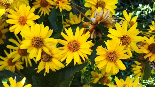 Heliopsis helianthoidleri. Ebedi olarak. Papatyaya çok benziyor. Bahçe. Çiçek tarlasında. Çiçekçilik. Sarı sevimli çiçekler.