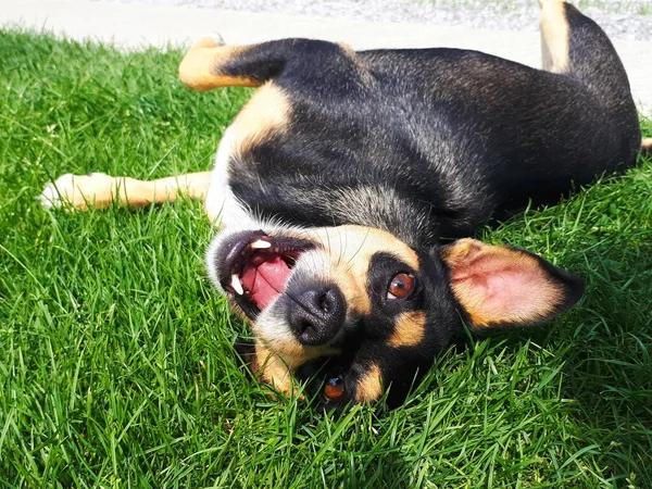 the young dog with its mouth open lies on the grass and plays