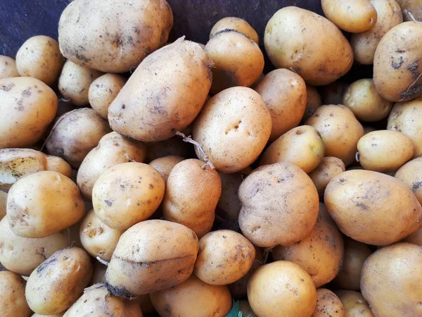 Papa Orgánica Fresca Destaca Entre Muchas Papas Fondo Grandes Mercado — Foto de Stock