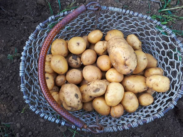 Close Van Verse Biologische Aardappelen — Stockfoto