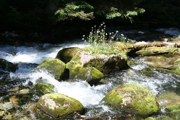 Bergfluss Sommer Mit Kleinen Wasserfällen Schöne Sommerlandschaft Der Karpaten — Stockfoto
