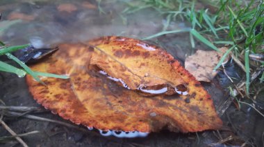 Parlak yansımalı su havuzunda süzülen sarı yaprak.