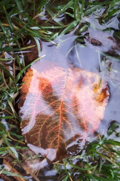 Herbstblätter Einem Wasserbecken Regenwetter Hintergrund Herbst — Stockfoto