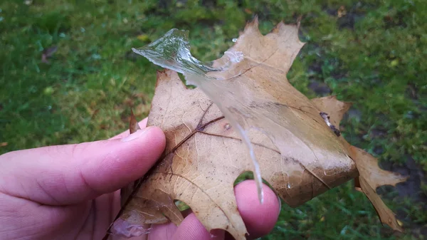 Man hand holding a autumn oak leaf covered with ice. Close up view of a oak freeze leaf on the blurred green background