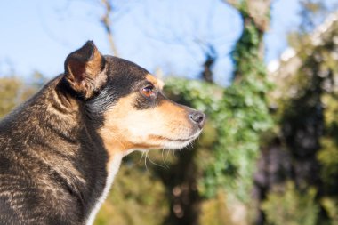 pinscher Profil Baş Fotoğrafı Sağa Bakıyor