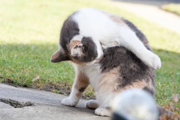 Blanco Negro Gato Lamiendo Cabello Limpiar —  Fotos de Stock