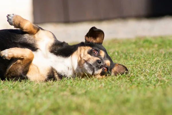 Chien Ludique Effrayé Avec Ses Pattes Levées Trouve Sur Herbe — Photo