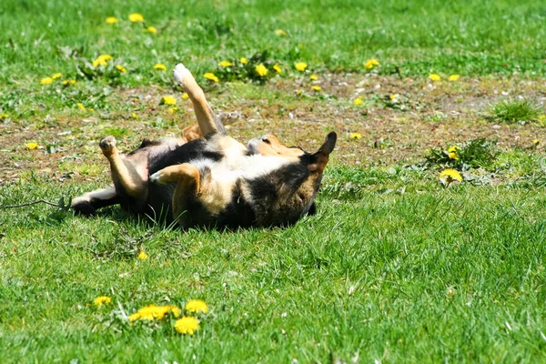 Собака Катится Траве Наслаждаясь Солнечным Днем Парке — стоковое фото
