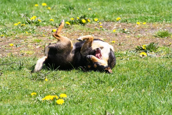 Perro Rodando Hierba Disfrutando Día Soleado Parque — Foto de Stock