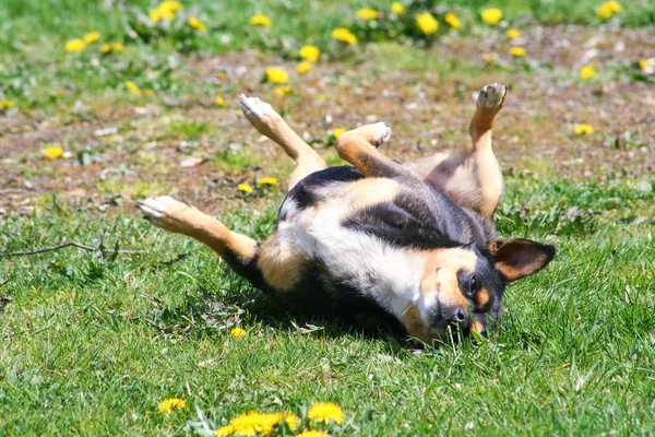 Felice Cane Rotolando Sull Erba — Foto Stock