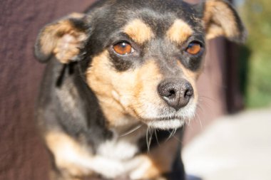 Kamera karşısında köpek kafasını kapat. Burnuna odaklan..