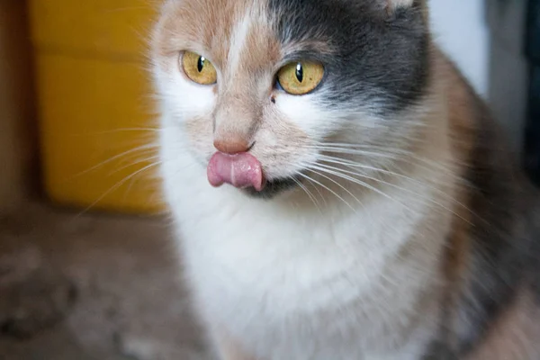 cat shows his tongue. Beautiful orange cat eye.