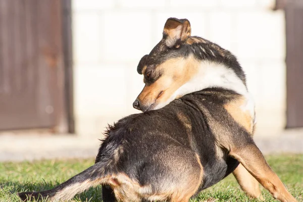 Kendini yeşil bahçede köpek dış tırmalamak